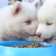 Cute Siberian Husky Puppies Eating Dry Food From Bowl - VideoHive Item for Sale