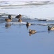 Ducks In Winter - VideoHive Item for Sale