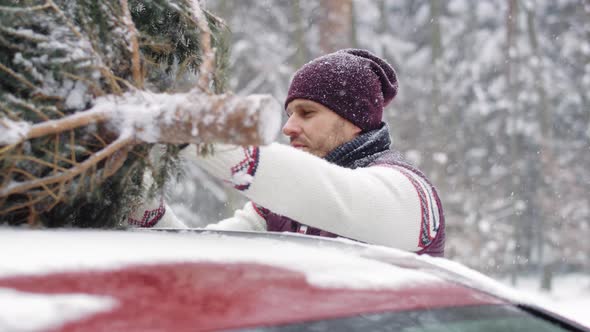Man packing Christmas tree on the car