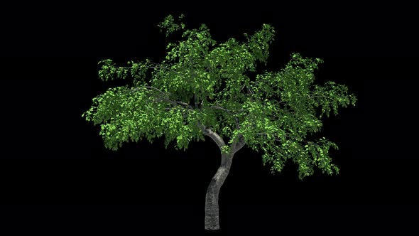 Cherry Tree Loop alt