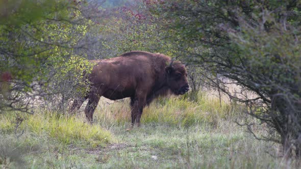European bison bonasus in a bushy steppe,leaving the scene,Czechia.