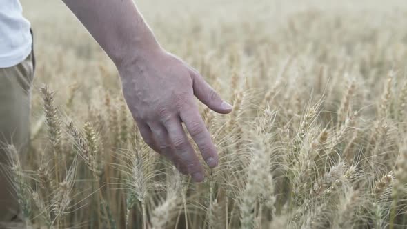 Close-up of a man who is touching the golden ears of wheat