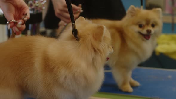 Women's Hands Cut the Hair of a Little Cheerful Cute Spitz with Scissors