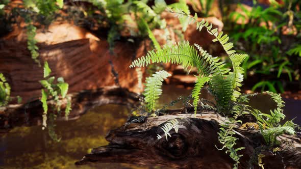 Tropical Golden Pond with Rocks and Green Plants