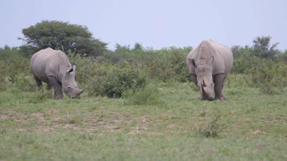 Rhino mother and young grazing 