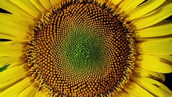 Yellow Sunflower Head Blooming in Time Lapse