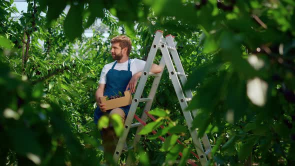 Agribusiness Worker Holding Box of Cherry Sunny Countryside Plantation Smiling