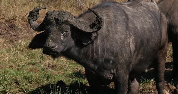 African Buffalo, syncerus caffer, Horns with Mud, Nairobi Park in Kenya, Real Time 4K