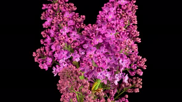 Beautiful Time Lapse of Opening Violet Flower of Lilac on a Black Background