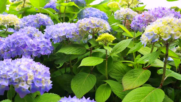 Very Beautiful Flowers Of Blue Hydrangeas 