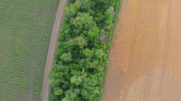 Aerial View of Land with Gold Wheat and Green Sunflower.