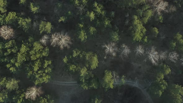 Aerial Green Forest