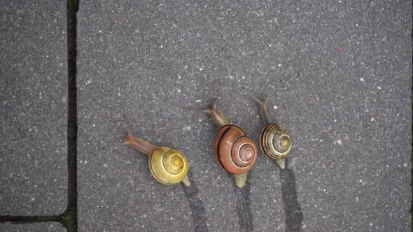 Three grape snails of different colors and sizes are racing along the road.