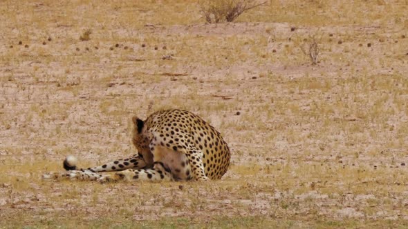 Beautiful Cheetah Lying On the Field Grooming Then Looks Around The Surroundings In South Africa.  -