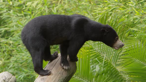 sun bear slow motion walk down log and lick lips