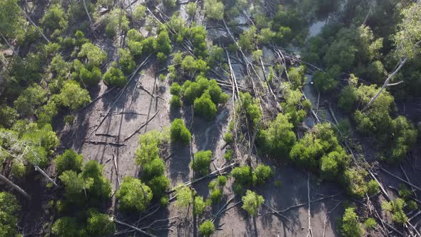 Dead dry mangrove tree fall