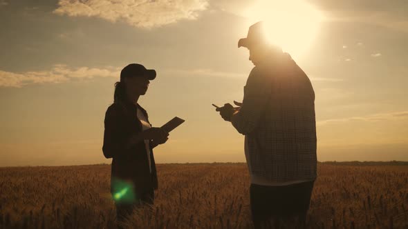 Silhouette Farmers Work in the Field, Communicate, Look at the Tablet. Two Farmers Talk in the Field