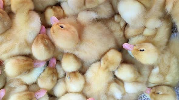 Many Little Yellow Ducks Closeup on Sunne Day