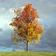 Autumn Maple Tree - VideoHive Item for Sale