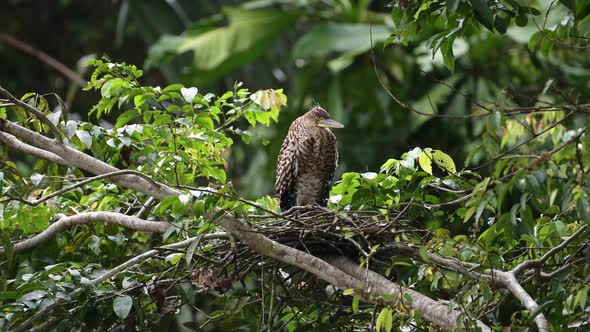 Costa Rica Wildlife Bare Throated Tiger Heron (tigrisoma mexicanum) Fishing in a River Catching Fish