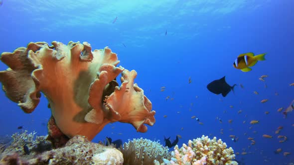 Flower Sea Clownfish