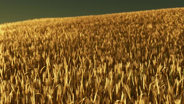 Golden Wheat Field at Hot Summer