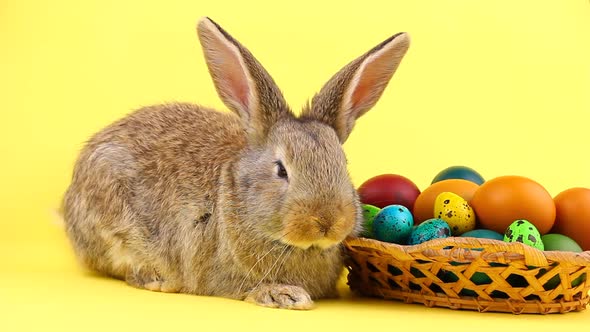 Little Brown Fluffy Bunny Sitting on a Pastel Yellow Background with a Wooden Basket Full of Ornate