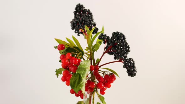 Fresh Berries Of Viburnum And Elderberry On A White Background Are Spinning On The Table