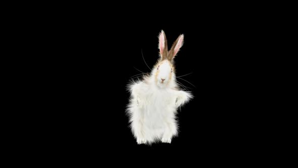 Rabbit Dancing HD