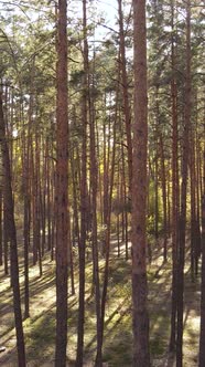 Vertical Video of Trees in the Forest in Autumn