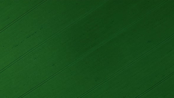 Flying Over a Green Wheat Field, Agricultural Industry. Natural Texture Background in Motion