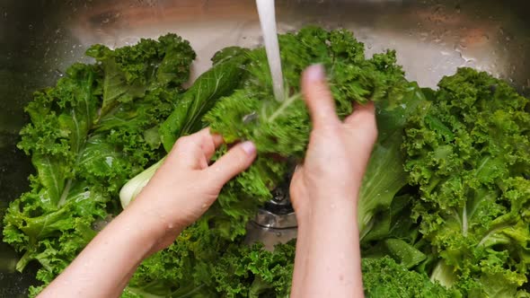 Woman Washing in Water in Sink Green Kale Cabbage Leaves in Kitchen