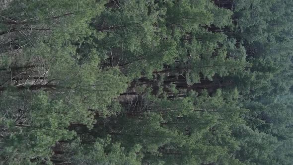 Vertical Video of Green Pine Forest By Day Aerial View