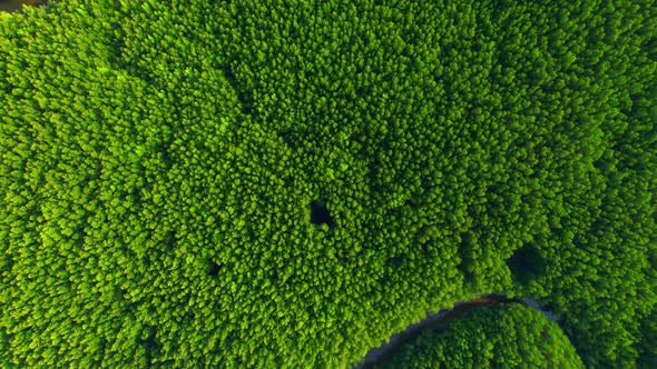 Aerial view green mangrove forest nature tropical rainforest.