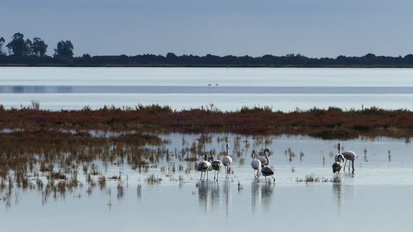 Group flamingos walking around the wetlands