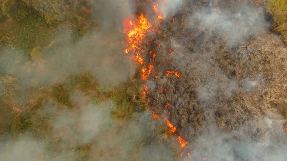 Fire in a Tropical Bush