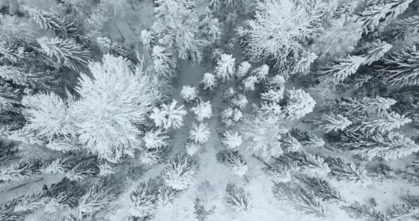 Aerial Top Down View of the Fir Forest Covered the Snow