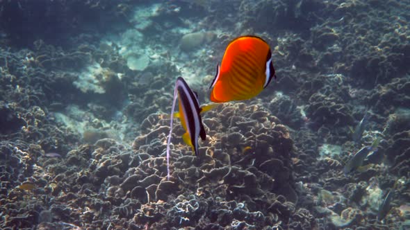 Underwater Video of Pair Yellow Blackcap Butterflyfish and Longfin Bannerfish Fish Swimming Among