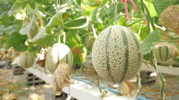 Close up of melons growing in a greenhouse farm