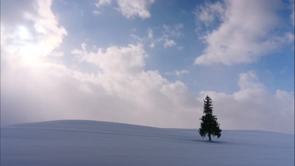 Christmas tree with snow in winter season