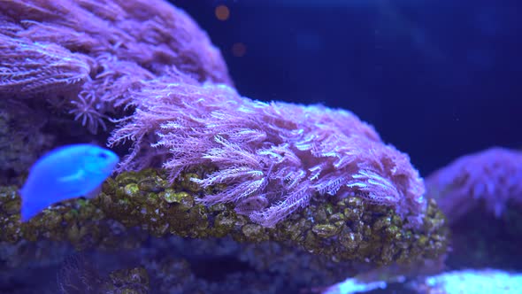 Pink Seaweed Growing on Coral Moving Rhythmically in Undercurrent