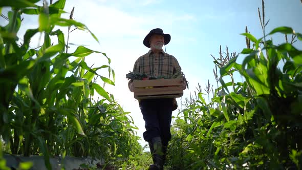 Wide angle view of farmer carrying a box of organic vegetables look at camera at sunlight agricultur