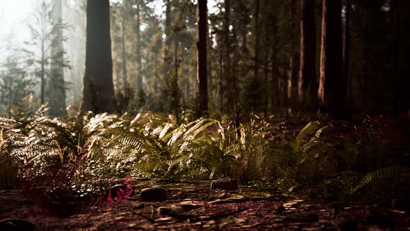 Tall Forest of Sequoias in Yosemite National Park