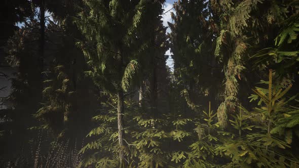 Spruce Forest at Summer Day