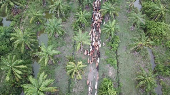Aerial view group of cows walk together 