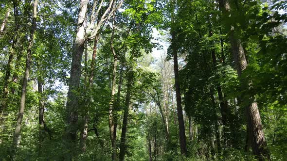 Natural Landscape in the Forest During the Day