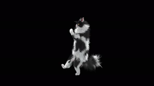 Cat Dancing 4K