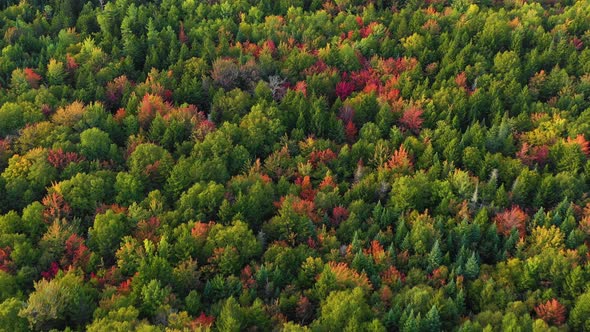 Aerial drone shot flying backwards over the top of colorful green, red and golden autumn trees in th