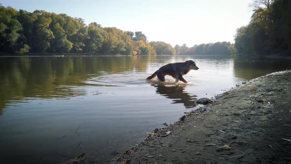 A dog coming out of the water in the sunset