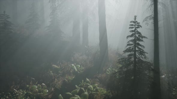 Coniferous Forest Backlit By the Fising Sun on a Misty